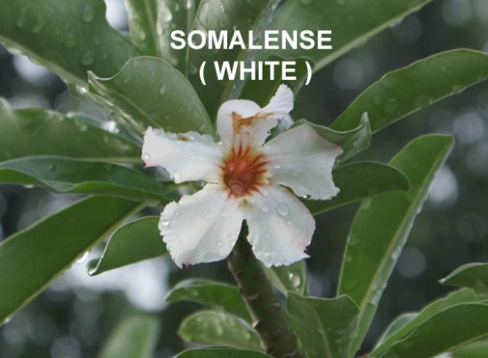 somalense-white-copy